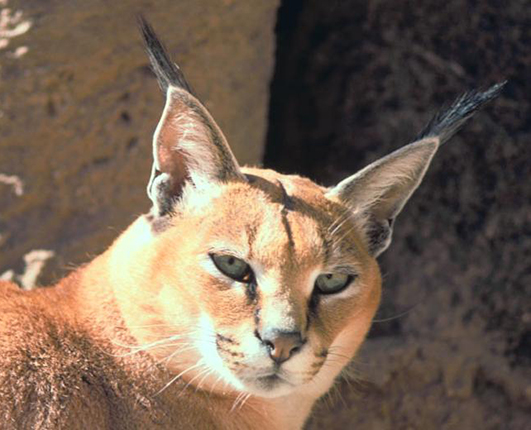 Caracal close up