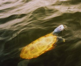 terrapin swimming in river picture