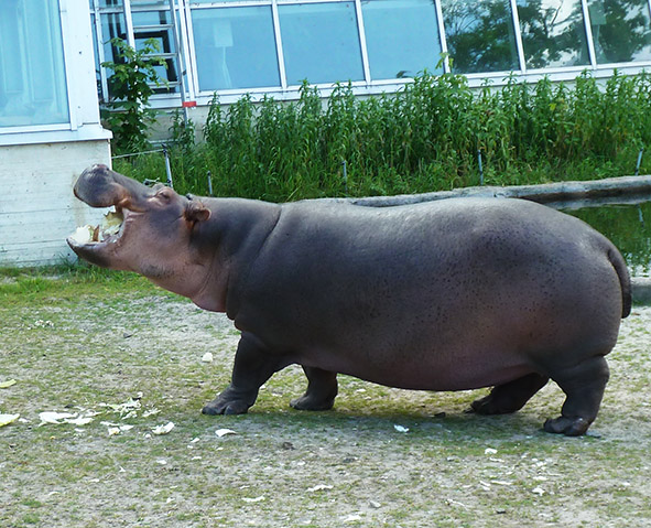 Common hippo eating