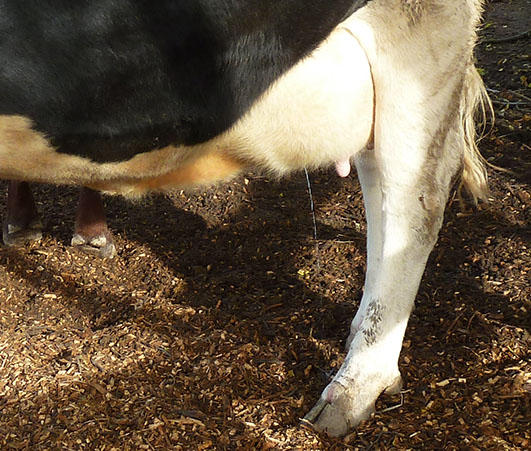 Cow needs to be milked