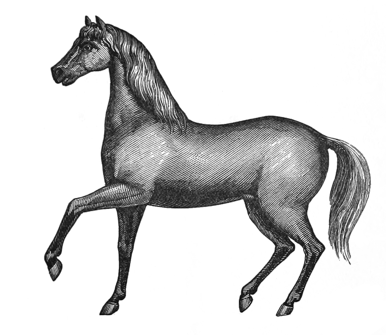 old horse drawing