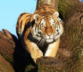 tiger in a tree