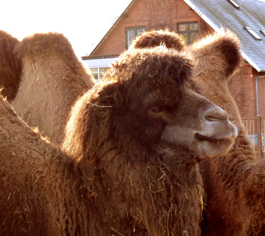 Head of camel close up