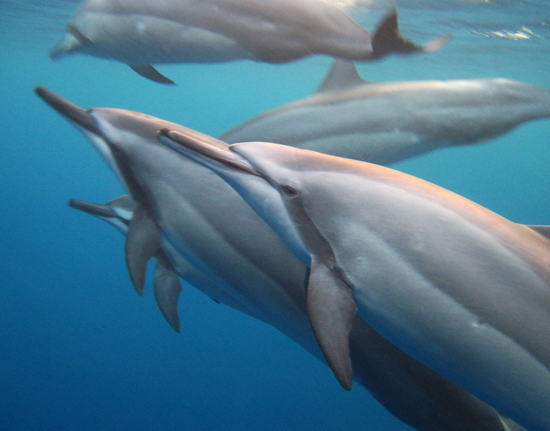 picture of spinner dolphins