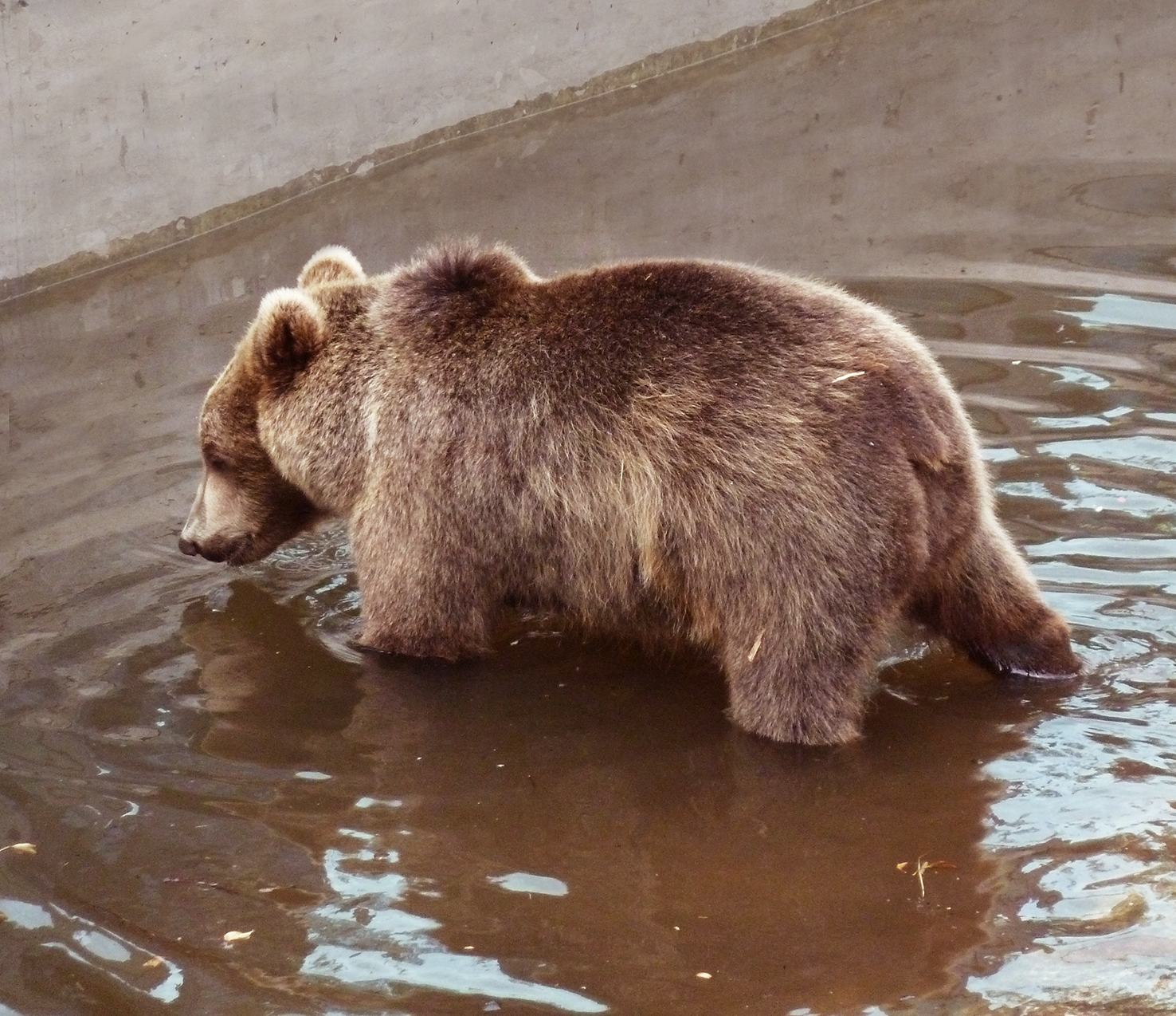 photo of brown bear in water