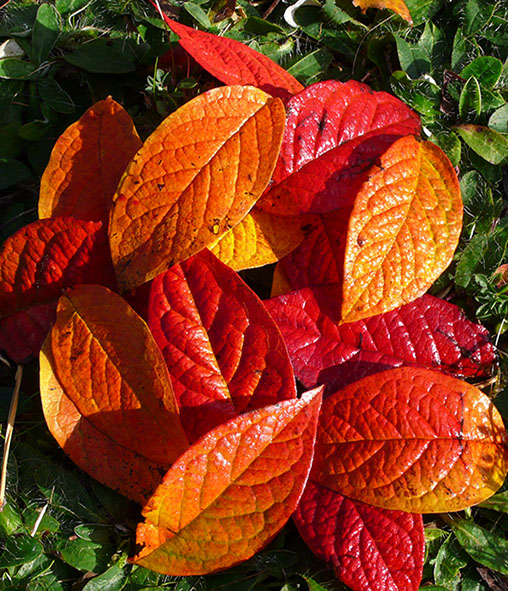 red and yellow fall leaves