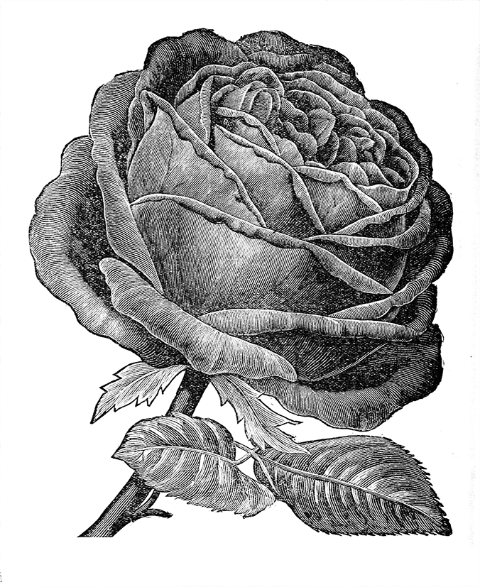 American Beauty rose drawing