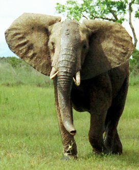 African bush elephant picture