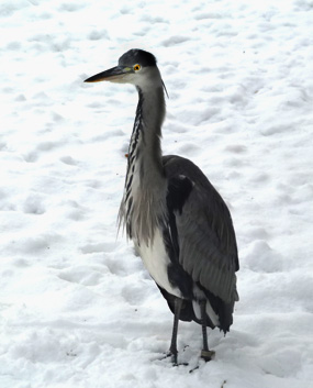 winter pictures heron in snow