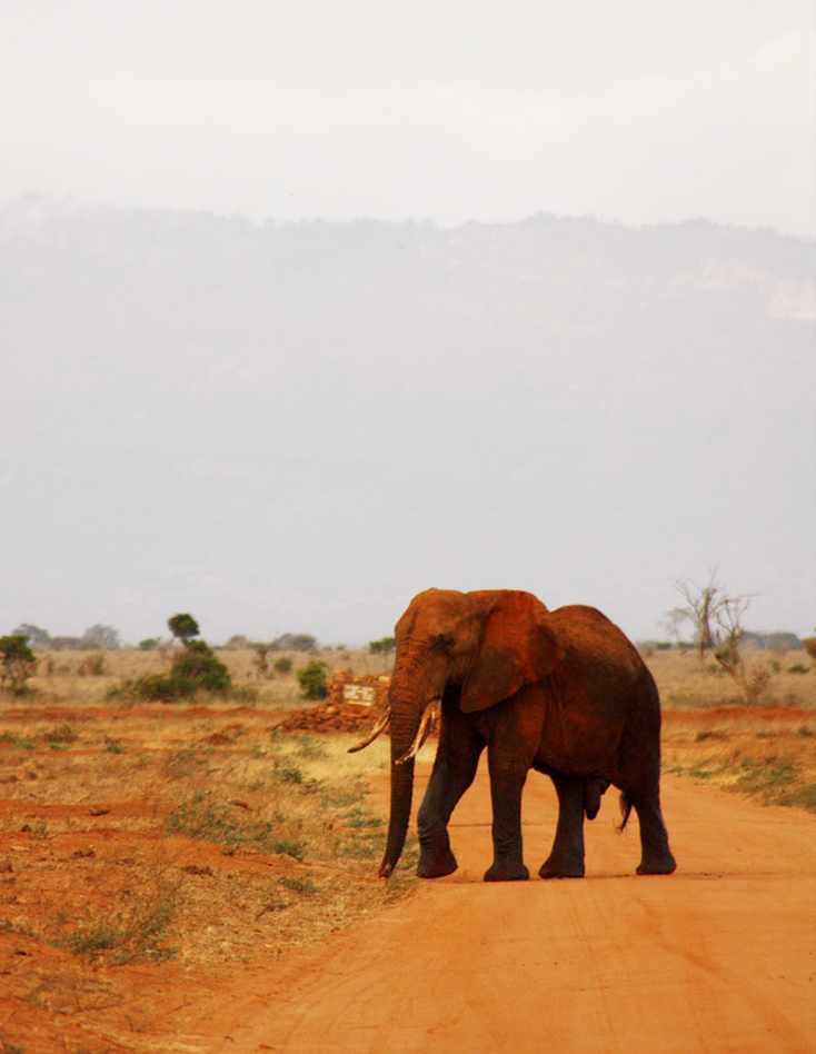 African elephant crossing road