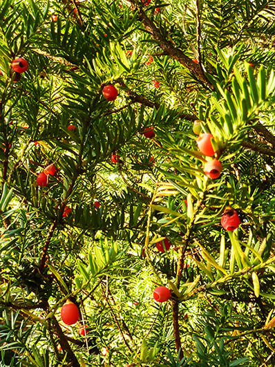 yew tree with red berries