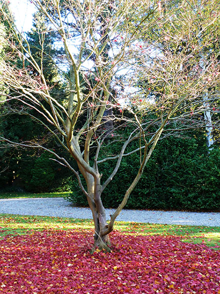 autumn tree surrounded with red leaves