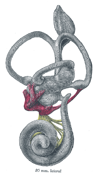 inner ear