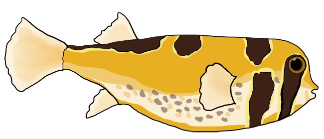 masked porcupinefish drawing