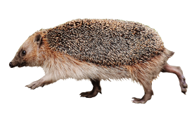 running hedgehog high speed