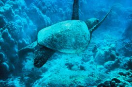 green sea turtle swimming