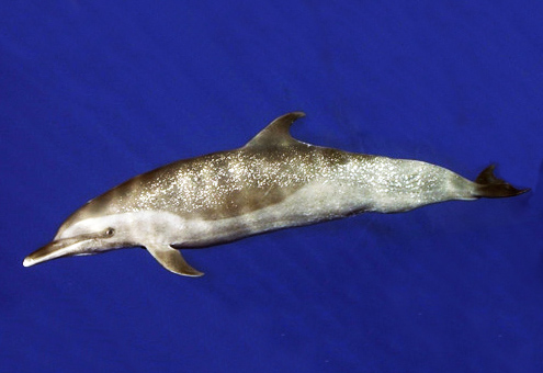 spotted dolphin