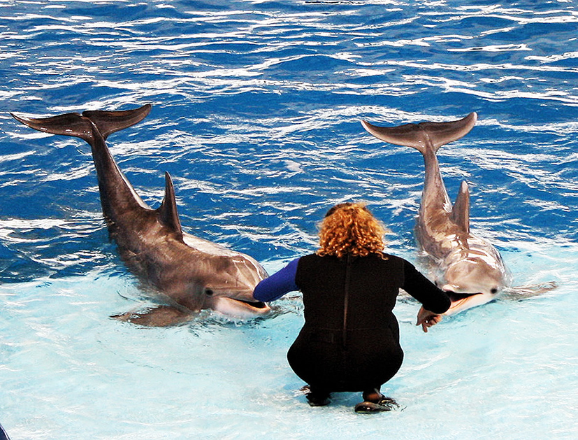 dolphins and trainer