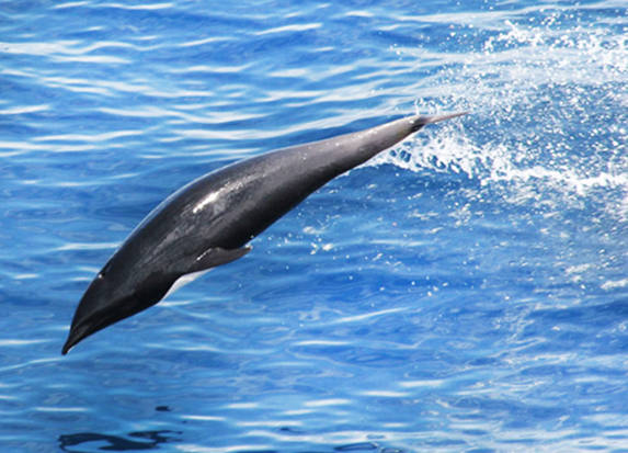 northern right whale dolphin
