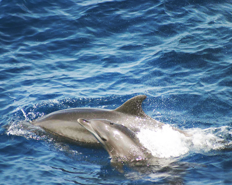 bottlenose dolphin with calf clip art