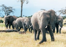 African elephant pictures from Kenya