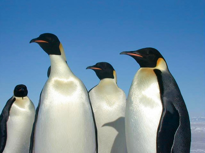 beautiful emperor penguins