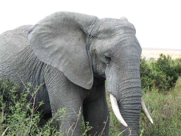 African elephant male photo