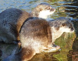 Cute small-clawed Otters