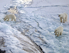 polar bears near northpole