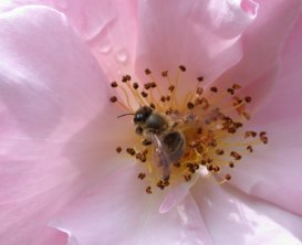 bee in a pink rose