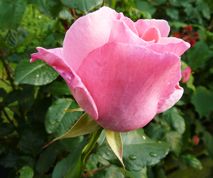 pink rose picture