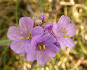 flower pics small flower