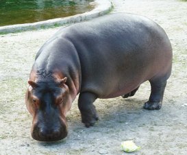 common hippo in zoo