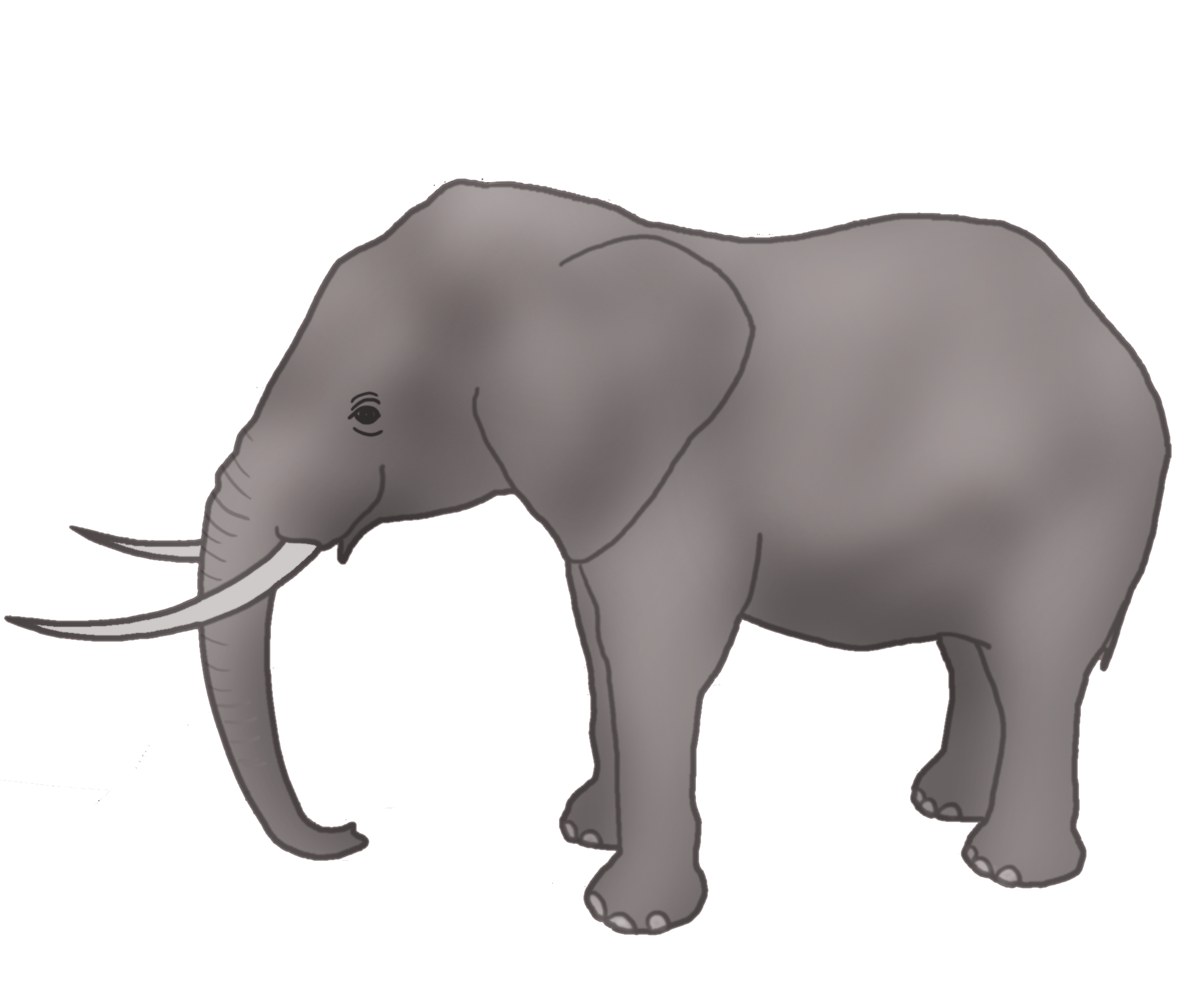 elephant drawing