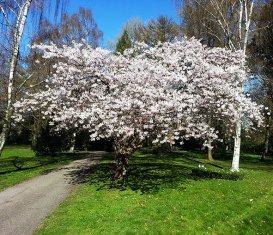 flower blooms in spring
