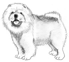 chow chow drawing