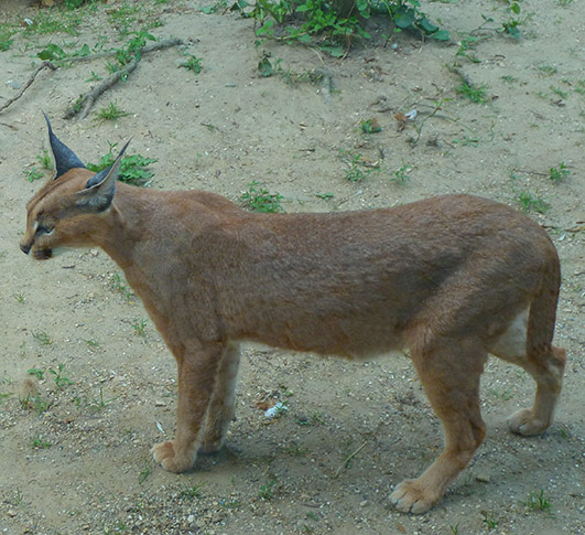 Caracal-cat-standing