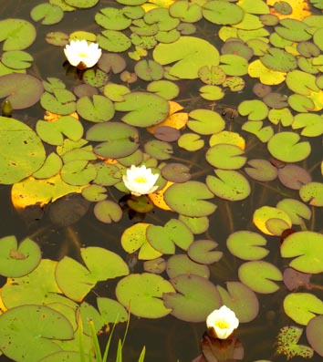 three waterlilies and leaves