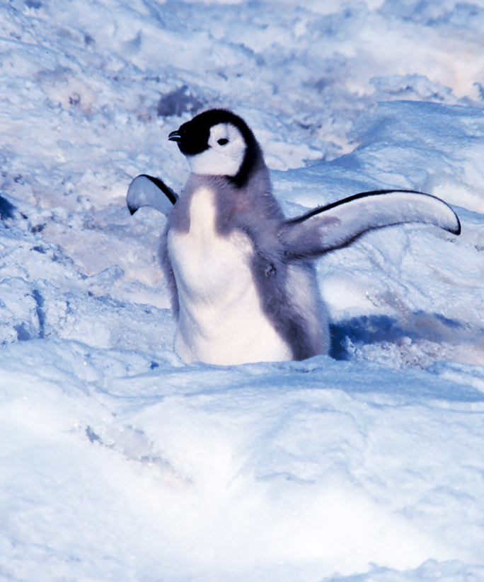 emperor penguin chick