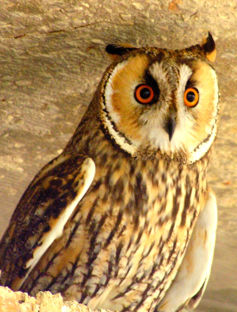 horned owl in Zoo