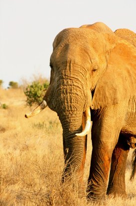 African elephant Savannah