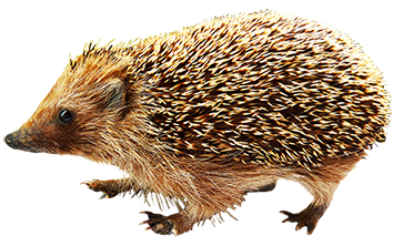 hedgehog clip art