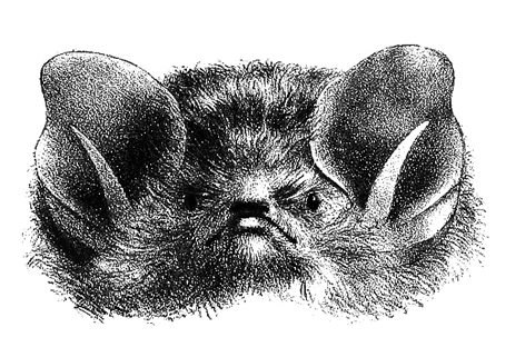 bat head clipart