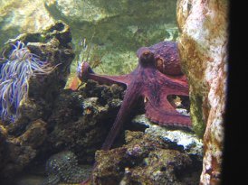 female octopus take care of eggs