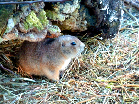 cute prairie dog