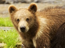 brown bear cub