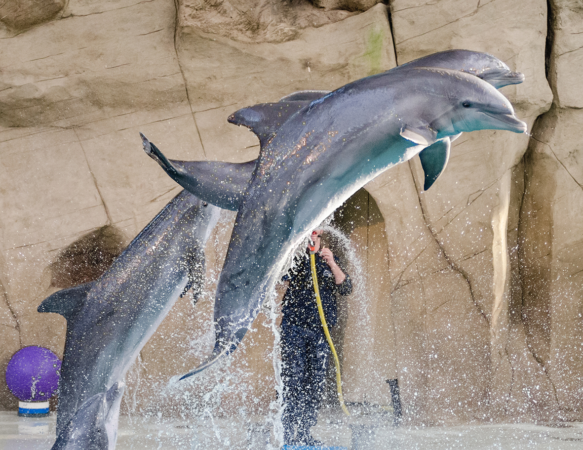 playful dolphins