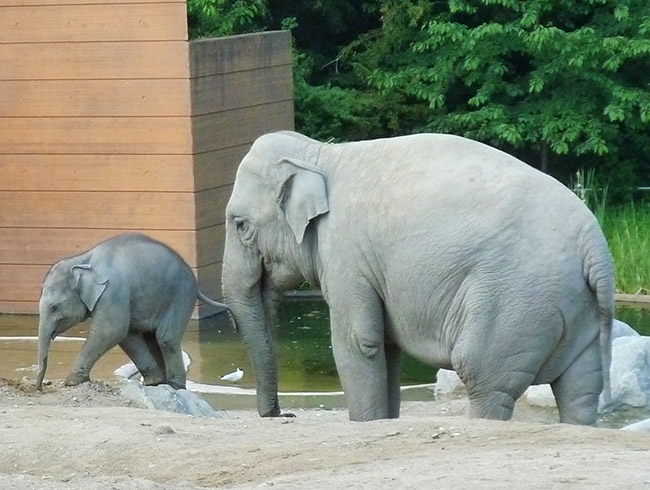 baby elephant on adventures