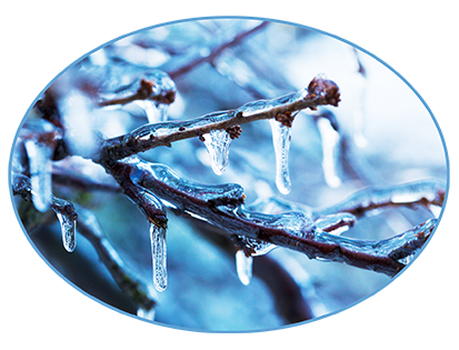 ice on branches