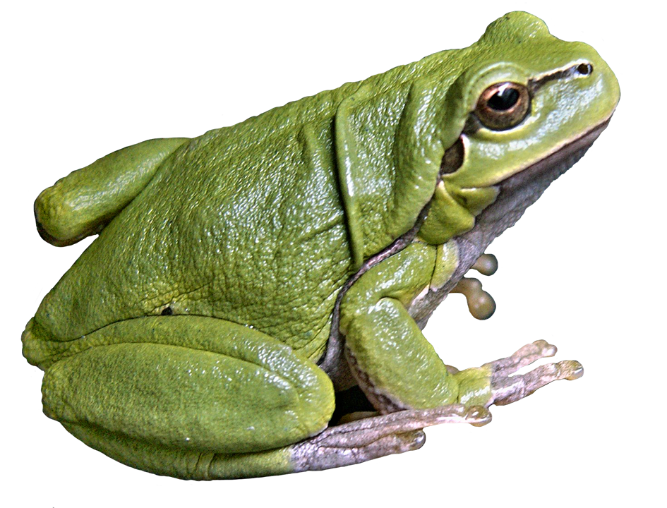 tree frog